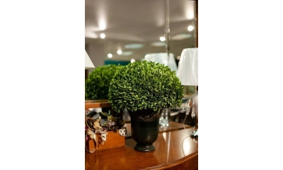 Цветы Uttermost Preserved Boxwood