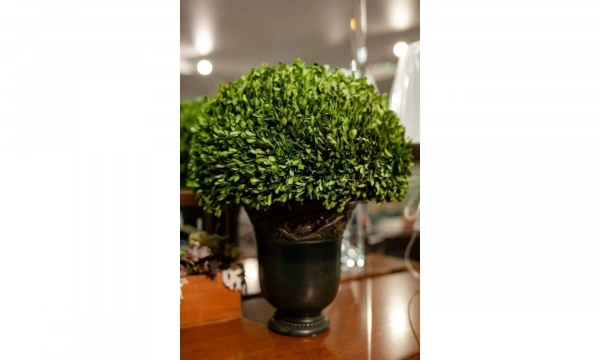 Цветы Uttermost Preserved Boxwood