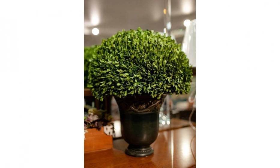 Цветы Uttermost Preserved Boxwood - фото 2
